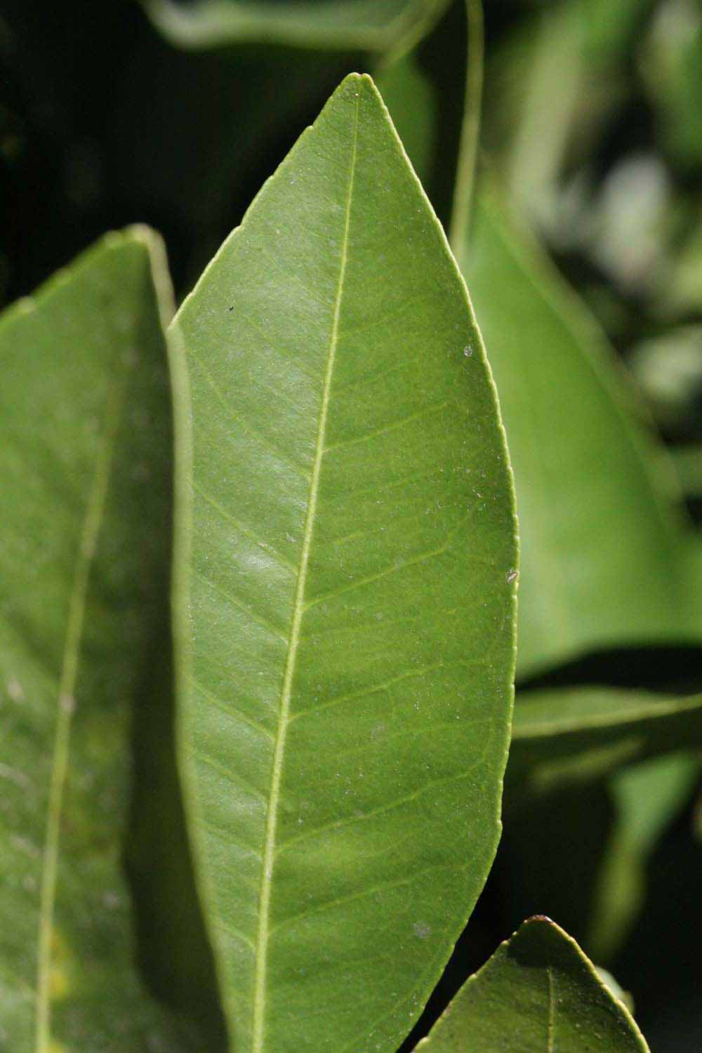              Unifoliolate leaf (Riverside, CA)       